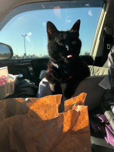 Cat eating McDonald's