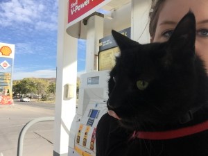 Cat at gas station