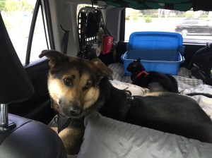 4Runner Pet Travel