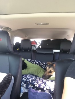 Napoleon stealing the entire dog bed